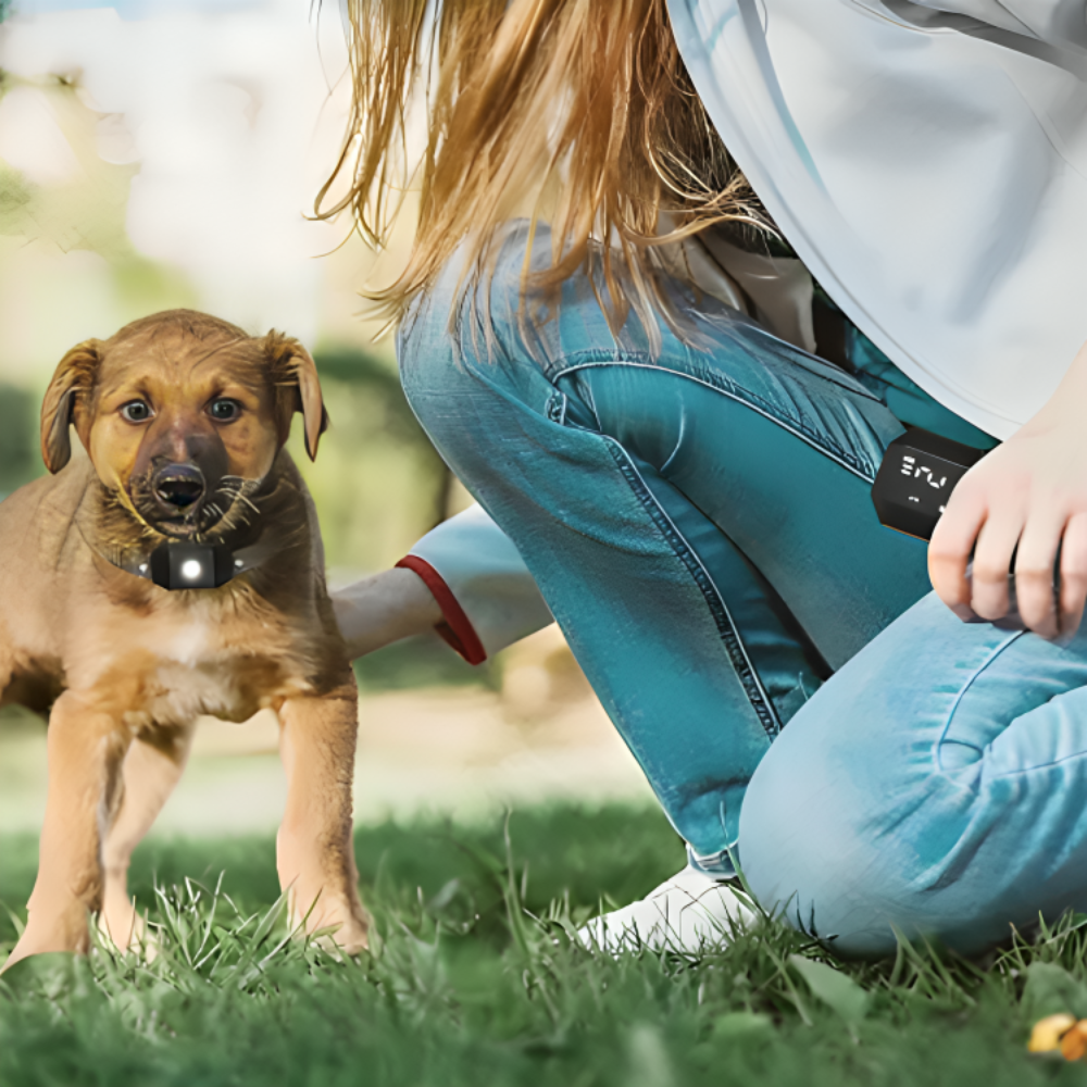 Dog Training Collar