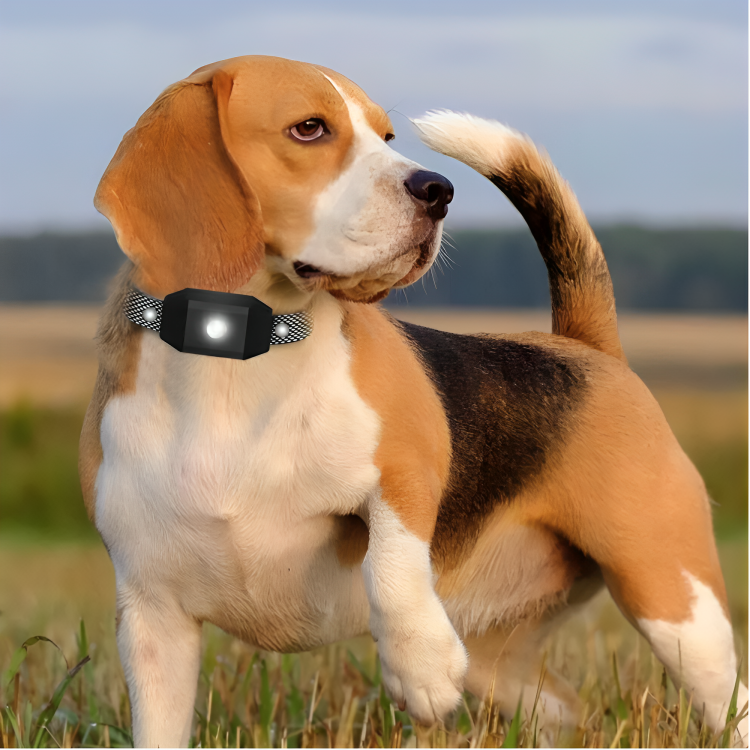 Dog Training Collar